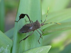 Leptoglossus gonagra