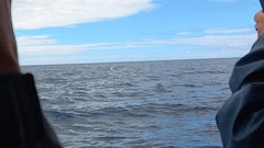 Physeter macrocephalus