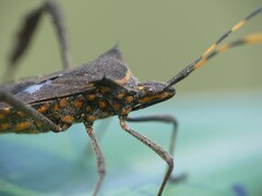 Leptoglossus gonagra