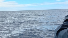 Physeter macrocephalus