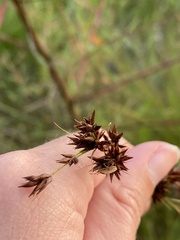 Rhynchospora glomerata