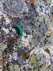 Nitidolimonius resplendens