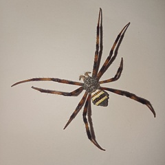 Argiope luzona