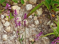 Polygala glochidiata