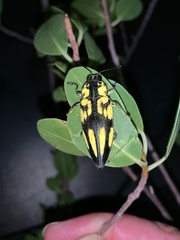 Cyphogastra pistor