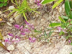 Polygala glochidiata
