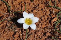 Romulea atrandra esterhuyseniae