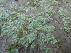 Riccia crystallina