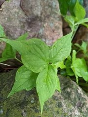 Pinellia pedatisecta