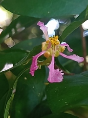 Malpighia emarginata