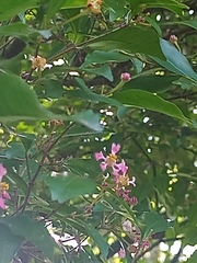 Malpighia emarginata