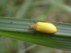 Cistelomorpha nigripilis