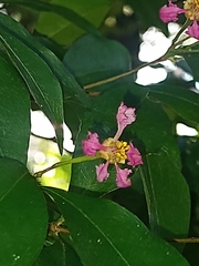 Malpighia emarginata