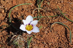 Romulea atrandra esterhuyseniae