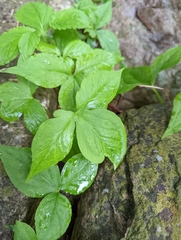 Pinellia pedatisecta