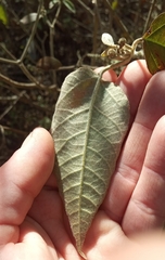 Croton lachnostachyus