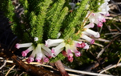 Erica colorans