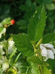 Rubus hirsutus