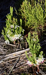 Erica colorans