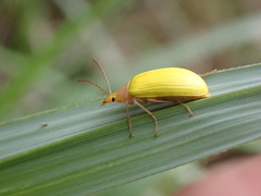 Cistelomorpha nigripilis