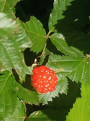 Rubus hirsutus