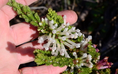 Erica colorans