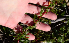 Laurembergia repens