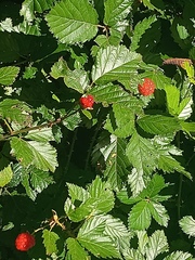 Rubus hirsutus