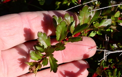 Laurembergia repens