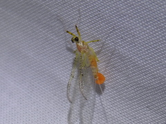 Stenacron interpunctatum