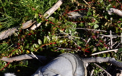 Laurembergia repens