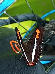 Adelpha pithys