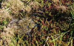 Laurembergia repens