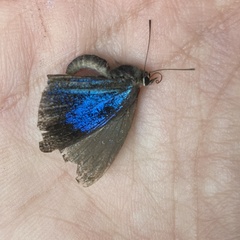 Stempfferia