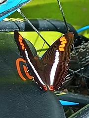 Adelpha pithys