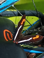 Adelpha pithys