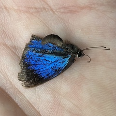 Stempfferia