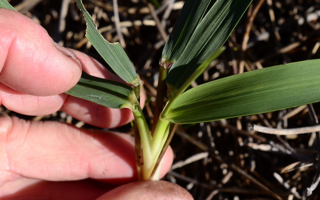Ehrharta bulbosa