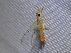 Stenacron interpunctatum