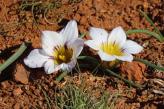 Romulea atrandra esterhuyseniae