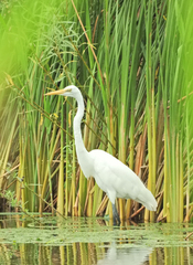 Ardea alba