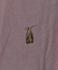 Micrathetis dasarada