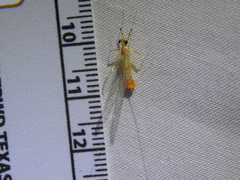 Stenacron interpunctatum