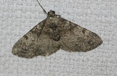 Syneora adelphodes