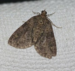 Polyclysta hypogrammata