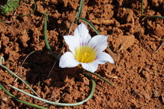 Romulea atrandra esterhuyseniae