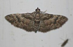 Mnesiloba eupitheciata