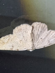 Aeolochroma quadrilinea