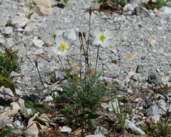 Papaver alpinum alpinum