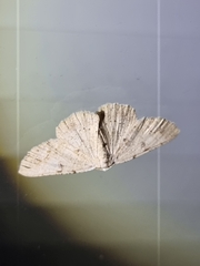 Aeolochroma quadrilinea